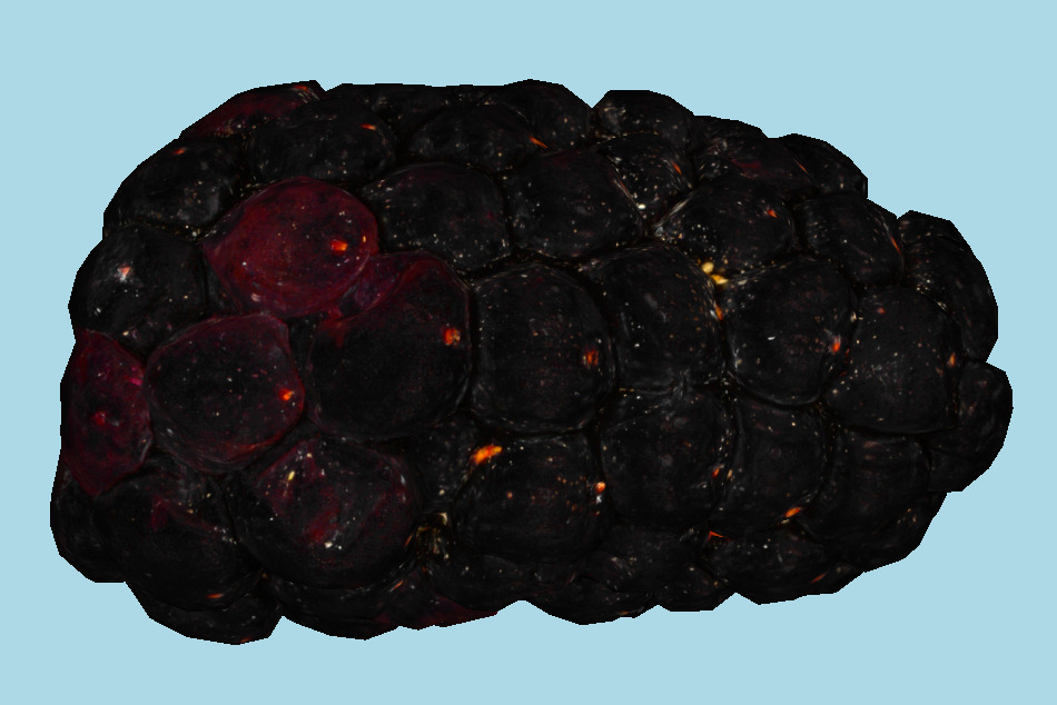 Organic Blackberry (Surface Macro) 3d model