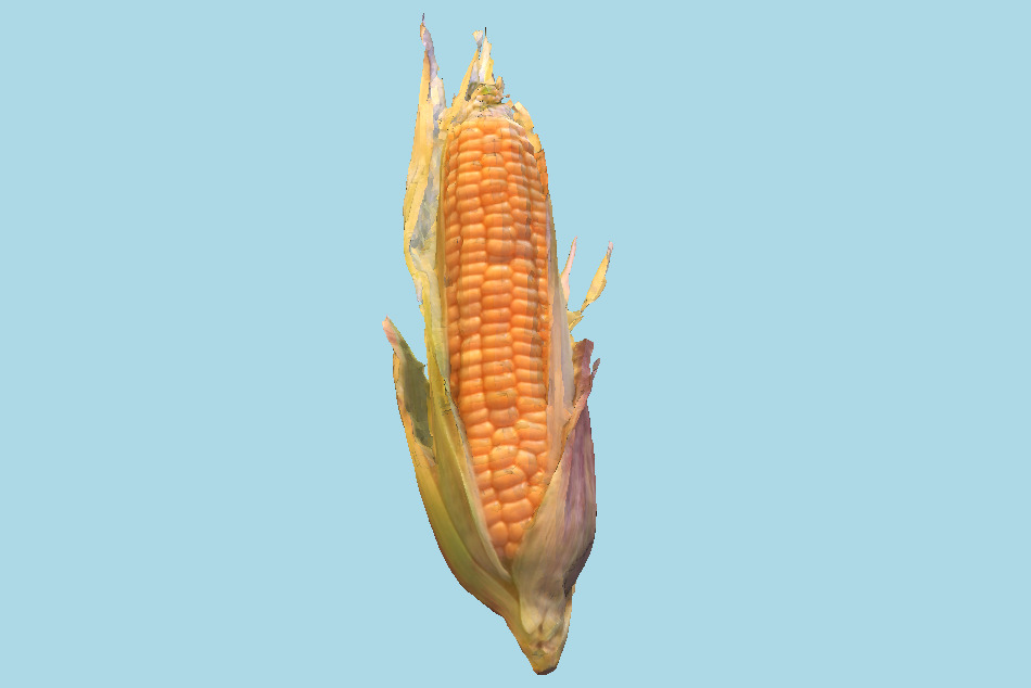 Corn 3d model
