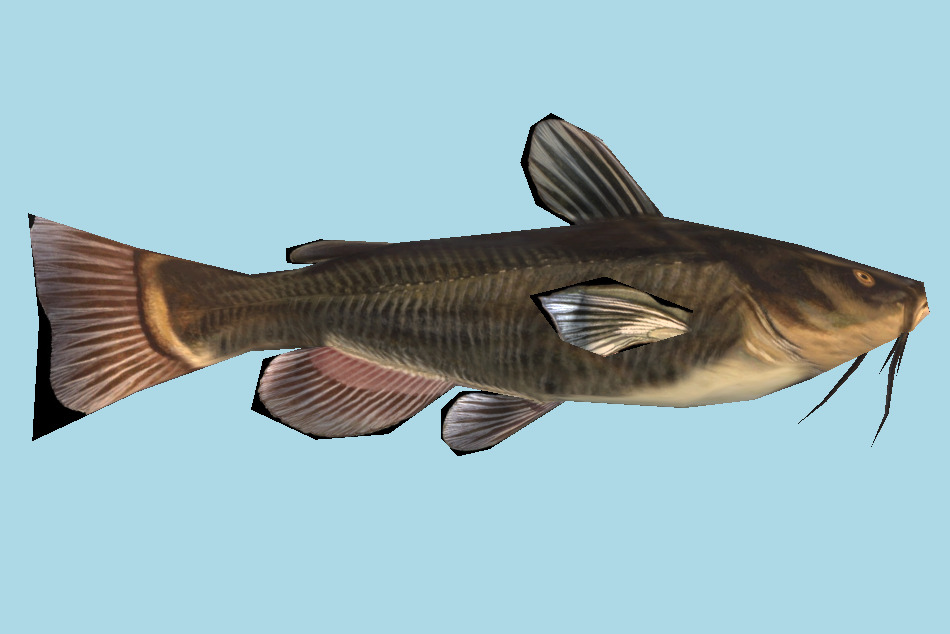 Fish 3d model