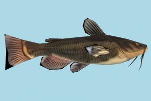 Fish Fish