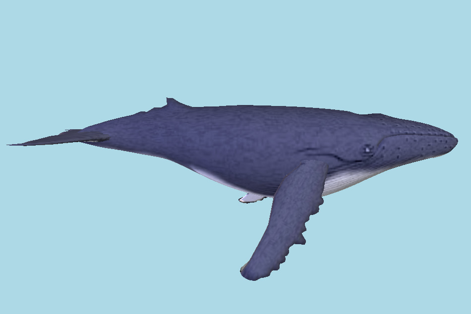 Shark 3d model