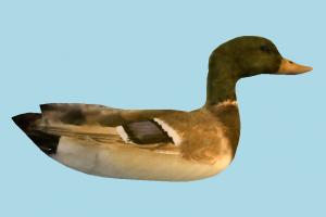 Duck Wild-Duck