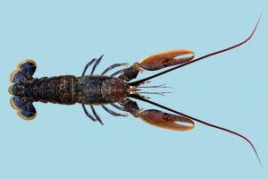 Lobster Lobster
