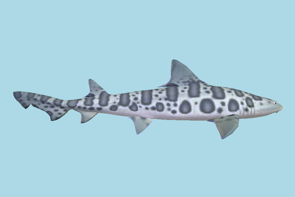 Leopard Shark 3d model