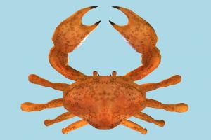 Crab crab, sea-creature, fish, fishing, sea, nature, ocean