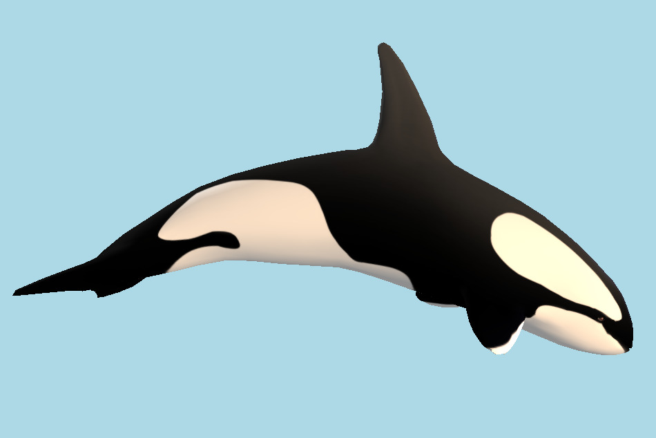 Killer Whale 3d model
