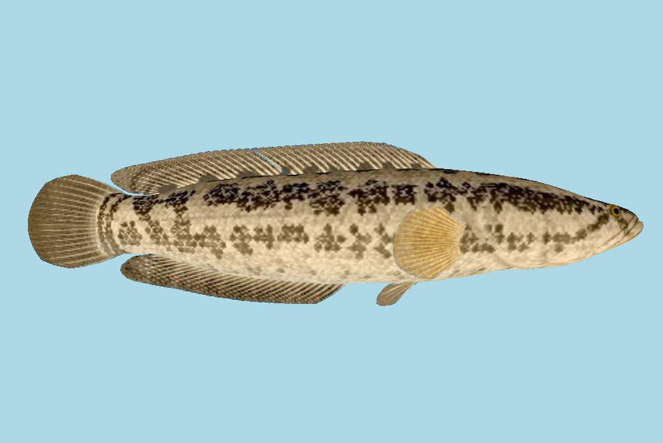 Fish 3d model