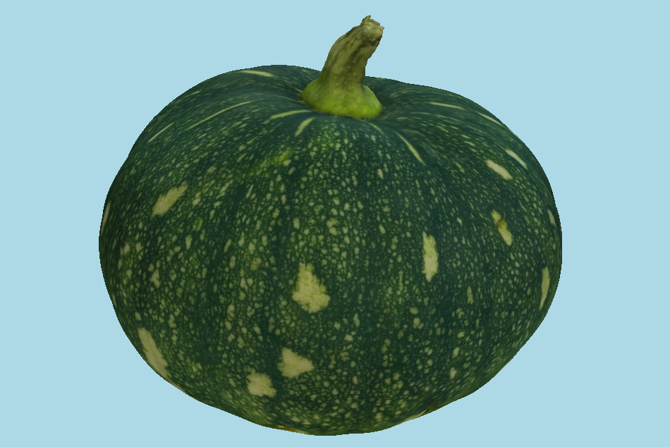 Squash 3d model