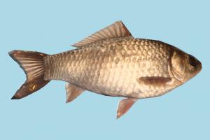 Fish Fish