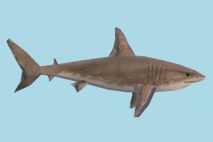 Shark shark, whale, fish, sea-creature, fishing, sea