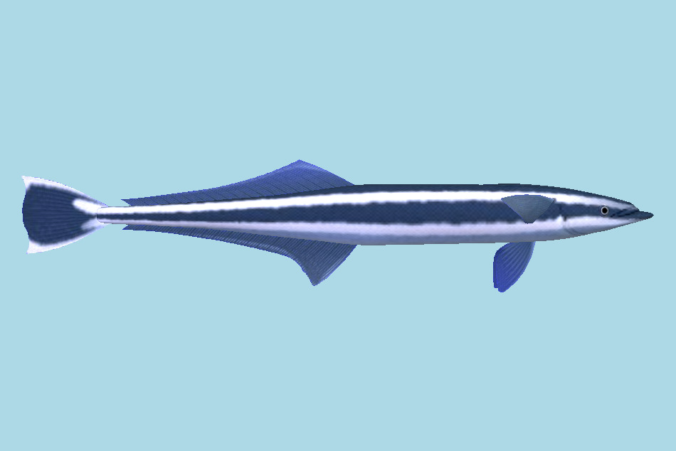 Blue Shark 3d model