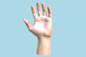 Hand hand, body-parts, organ, human, skin, life, main, anatomical, scanned