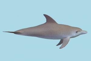 Dolphin Dolphin