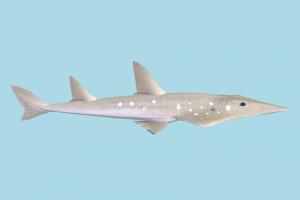 Guitarfish Guitarfish