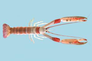 Lobster Lobster-2