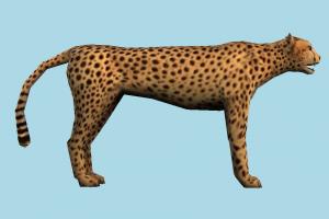 Tiger tiger, cheetah, leopard, tigers, animal, animals, wild, nature, mammal, ruminant, zoology, predator, prey, zoo, lowpoly