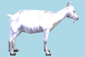 Goat goat, animal, animals, wild, nature, mammal, ruminant, farm, milk, low-poly