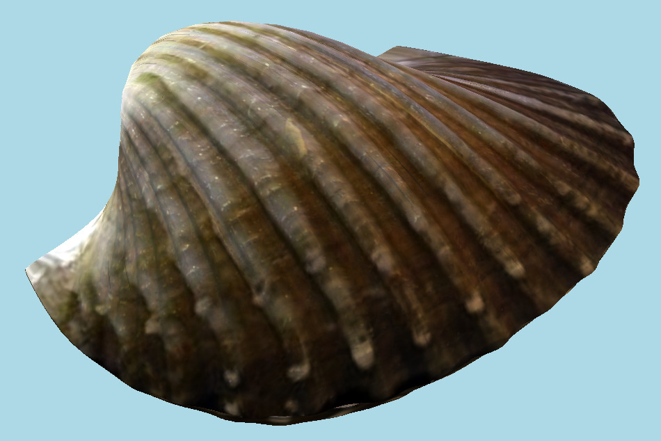 Tegillarca Granosa Clam 3d model