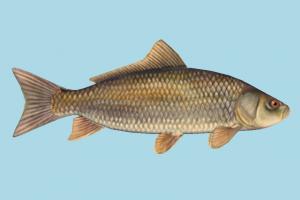 Fish fish, sea-creature, fishing, sea