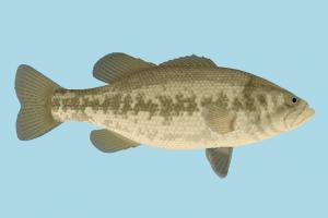 Fish Fish