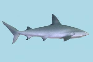 Shark Shark