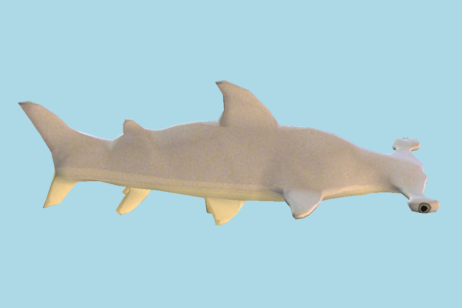 Hammerhead Shark 3d model