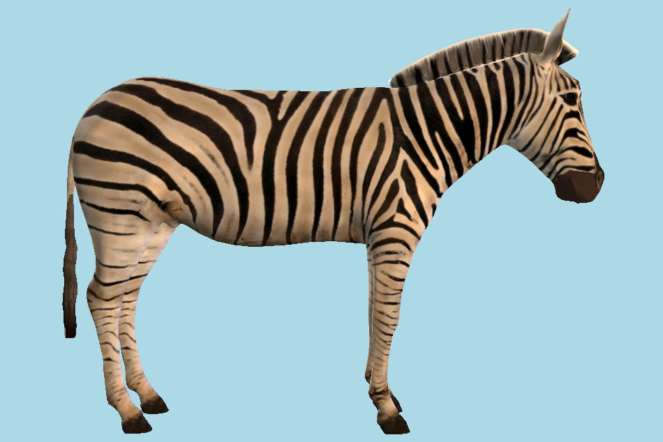 Zebra Animal 3d model