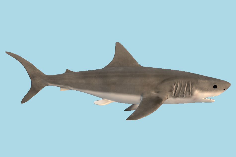 Shark 3d model