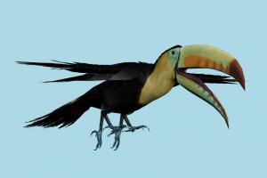 Toucan Toucan