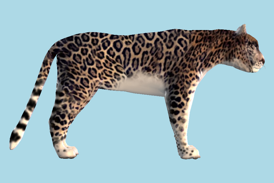 Jaguar Animal 3d model
