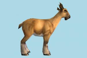 Goat goat, sheep, mammal, ruminant, animal, animals, wild, nature