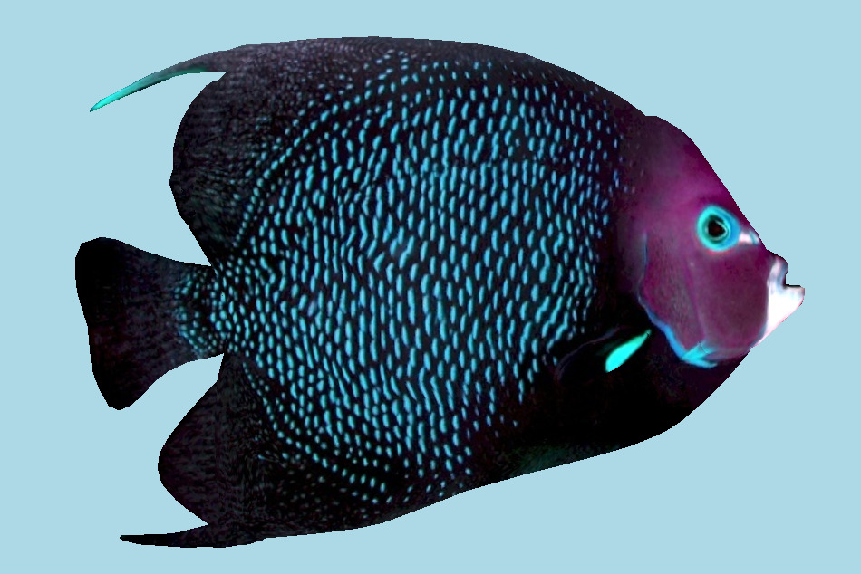 Coral Fish 3d model