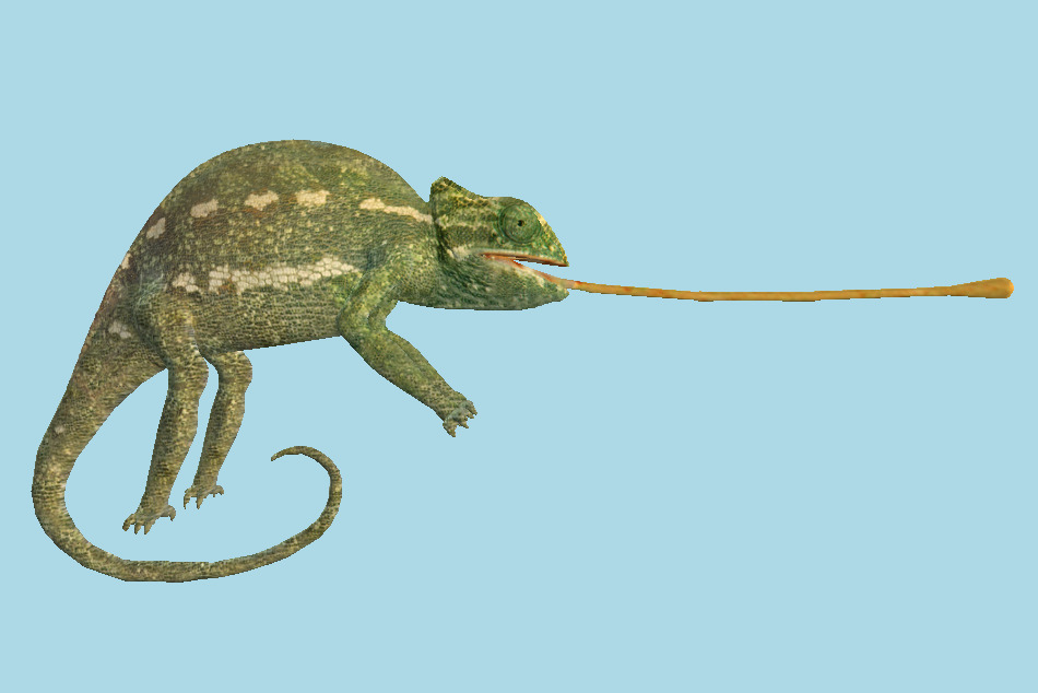 Chameleon 3d model