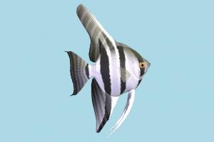 Fish Fish