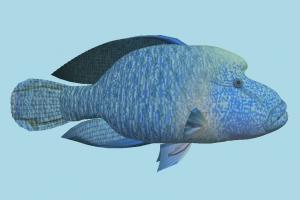 Fish Fish