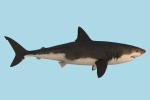 Shark Shark