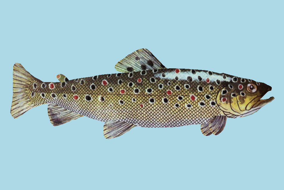 Fario3 Fish 3d model
