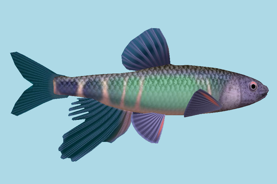 Fish 3d model