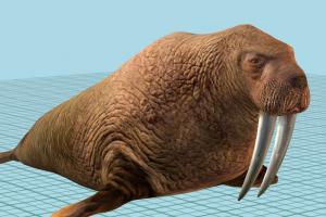 Walrus Walrus-2