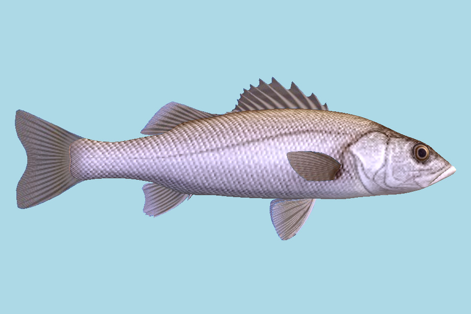 Fish 3d model