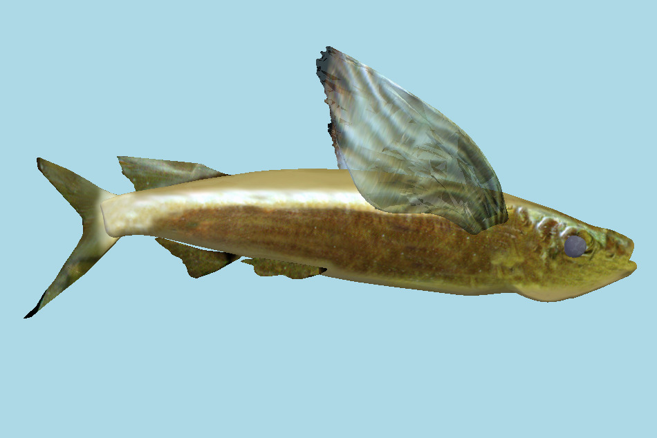 Fish 3d model
