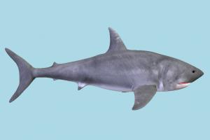 Shark shark, whale, dolphin, fish, sea-creature, fishing, sea