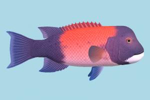 Fish fish, sea-creature, fishing, sea