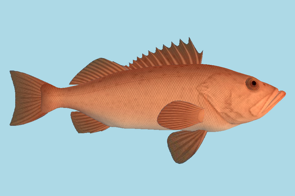Fish 3d model