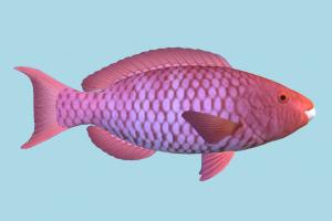 Fish Fish