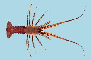 Lobster lobster, prawn, crab, sea-creature, fishing, sea, creature, nature