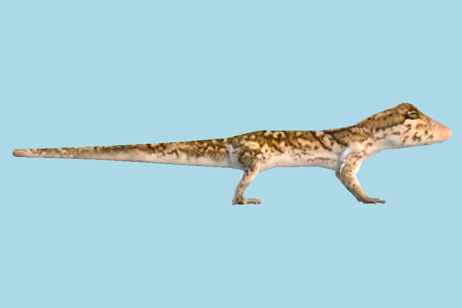 Gecko Lizard 3d model