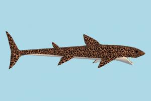 Shark Shark