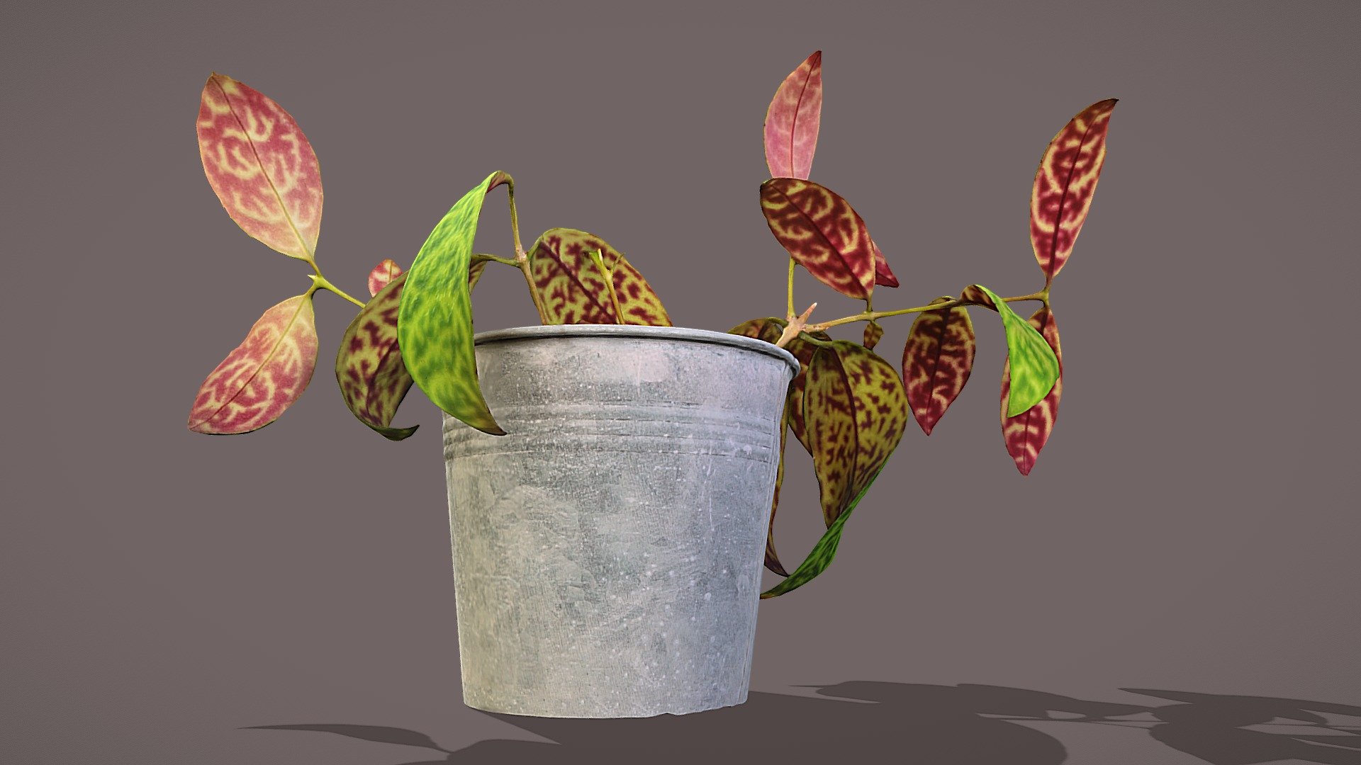 Aeschynanthus marmoratus

Model includes 8k Diffuse map, 4k Normal map, 4k Ambient occlusion map, 4k subsurface map

Photos taken with A7Riv + 3xD5300

Processed with Metashape + Blender + Quad remesher - Lipstick Plant - Buy Royalty Free 3D model by Lassi Kaukonen (@thesidekick) 3d model