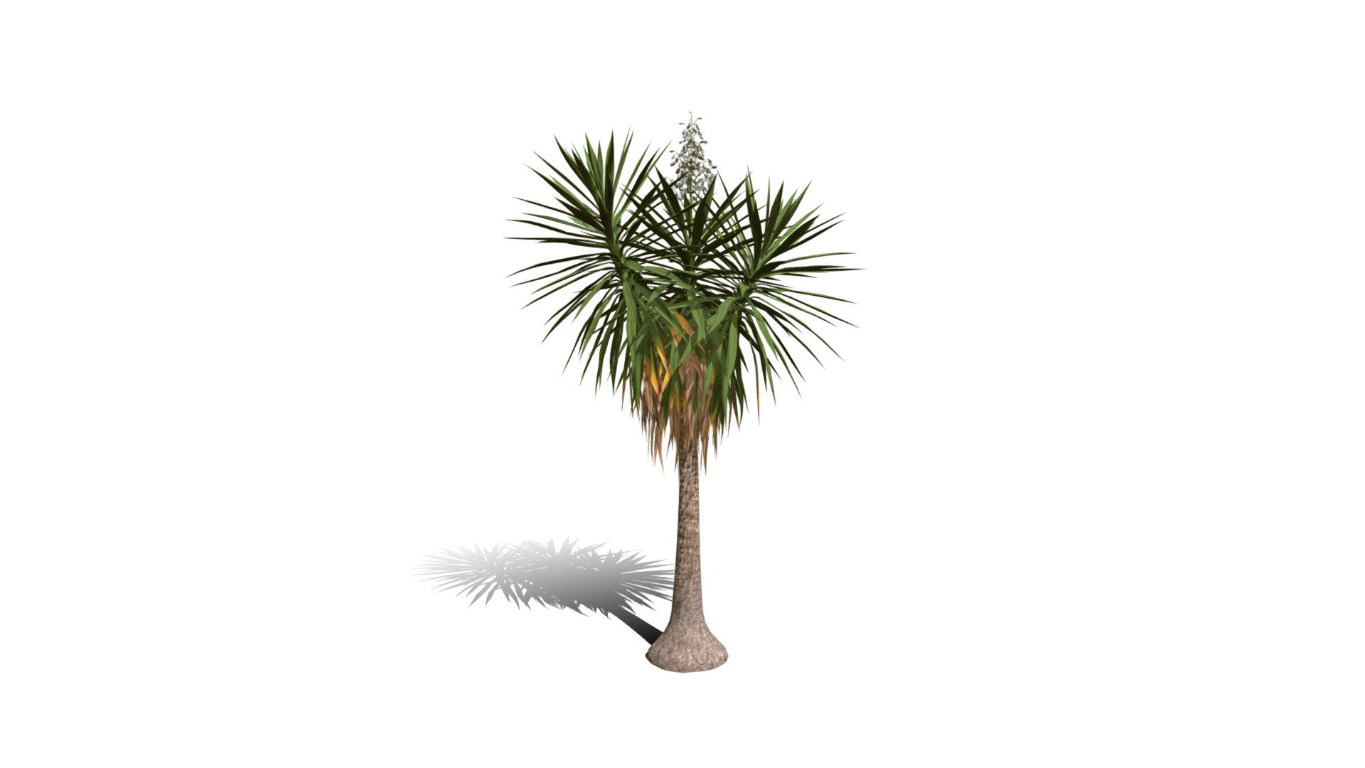 Model specs:





Species Latin name: Yucca elephantipes




Species Common name: Spineless yucca




Preset name: Urban mat 25




Maturity stage: Juvenile




Health stage: Thriving




Season stage: Spring




Leaves count: 1033




Height: 2.2 meters




LODs included: Yes




Mesh type: static




Vertex colors: (R) Material blending, (A) Ambient occlusion



Better used for Hi Poly workflows!

Species description:





Region: North America




Biomes: Desert,Scrubland




Climatic Zones: Mediterranean,Subtropical,Tropical




Plant type: Succulent



This PlantCatalog mesh was exported at 40% of its maximum mesh resolution. With the full PlantCatalog, customize hundreds of procedural models + apply wind animations + convert to native shaders and a lot more: https://info.e-onsoftware.com/plantcatalog/ - Realistic HD Spineless yucca (7/30) - Buy Royalty Free 3D model by PlantCatalog 3d model
